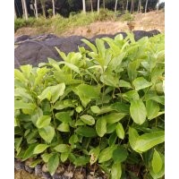 楠木營養(yǎng)袋苗