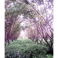 山東青島苗木銷售櫻花,百日紅,喬灌木