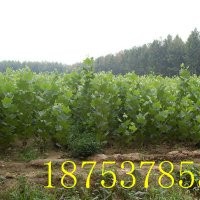 1到3公分法桐小苗價(jià)格1到3米規(guī)格齊全成活率高