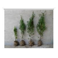 基地育幼黑松苗側(cè)柏苗容器苗土球苗裸根苗