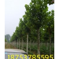 16公分速生法桐報(bào)價(jià)哪里法桐好懸鈴木