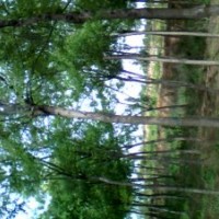 供，白皮松，油松，國槐，香花槐，皂角