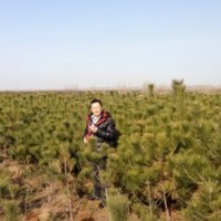 山東油松苗直銷