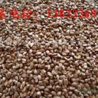 八棱海棠樹種子