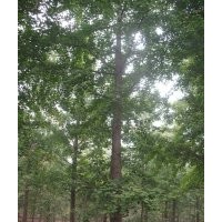 供應(yīng)各種規(guī)格銀杏樹(shù)