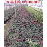 供應(yīng)西洋杜鵑