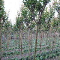 紫薇，4-8公分，因拆遷，虧本大處理！