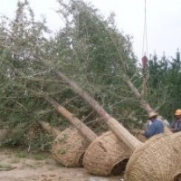 常年低價供應10-25公分銀杏樹