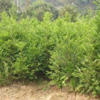 的櫻花品種 湖南櫻花品種，優(yōu)質(zhì)櫻花品種