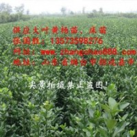 大葉黃楊苗 大葉黃楊球