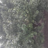 海棠樹出售 八棱海棠樹,海棠,海棠樹