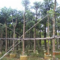 大量供應(yīng)秋楓