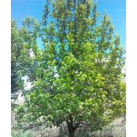 12公分京紅海棠樹