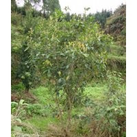 供應(yīng)福建叢生四季桂