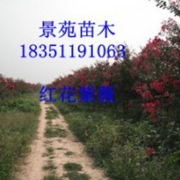 紫薇價(jià)格,紅花紫薇價(jià)格,江蘇紫薇價(jià)格