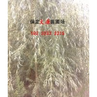 供應(yīng)金絲柳、黃柳