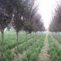 紅葉李|陜西紫葉李|陜西叢生獨(dú)干紅葉李大全