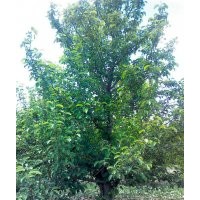 13公分京紅海棠樹