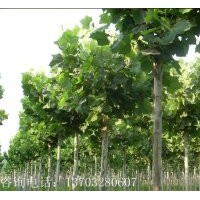 長期供應(yīng)苗木，樹苗國槐,海棠,皂角