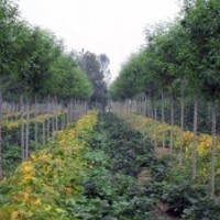 山東省惠民縣鼎泰景觀苗木銷售有限公司