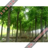 夏季如何管理國槐小苗