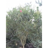 供應(yīng)紫薇 安徽紫薇 成都紫薇價(jià)格