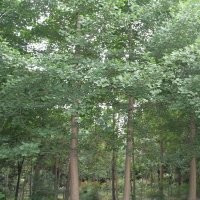 供應(yīng)銀杏 各規(guī)格銀杏 成都銀杏價(jià)格