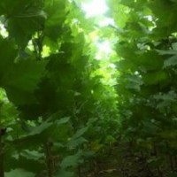 法桐充滿活力的耐干旱適應(yīng)力強(qiáng)