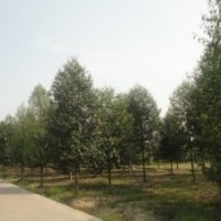 供應(yīng)貴州樂昌含笑價格 求購優(yōu)質(zhì)樂昌含笑就到金華桂英苗木來