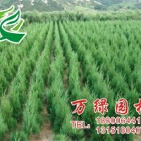 農(nóng)戶大量銷售蜀檜,側(cè)柏,塔柏