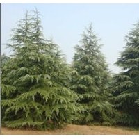 雪松基地供應，南京雪松價格——南京江北雪松苗圃場