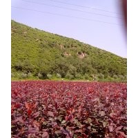 密枝紅葉李樹(shù)苗