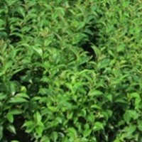 湖北大葉女貞直銷