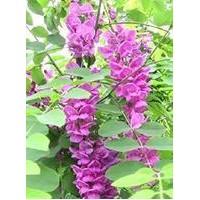 我基地常年供應(yīng)嫁接香花槐，量大