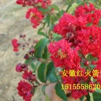 紅火箭紫薇最新價格公布