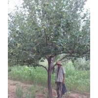 出售高分支八棱海棠樹