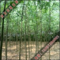 啟源速生柳成活率高