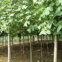 馬褂木供應，馬褂木價格最新報價——南京江北雪松苗圃場