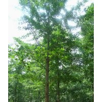 專供銀杏樹質(zhì)量優(yōu)，價格低無中介