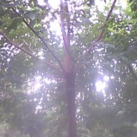 長期供應(yīng)重陽木、廣玉蘭、紅楓