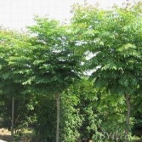 欒樹(shù)基地提供欒樹(shù)規(guī)格齊全