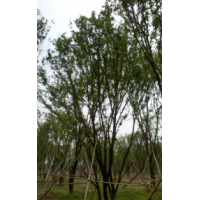 陜西西安 大量供應(yīng) 皂角 國槐 茶條槭 櫻花 桂花 蒙古櫟 山杏