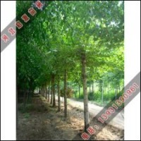 啟源法桐熱賣_歡迎前來啟源購買法桐_法桐小苗