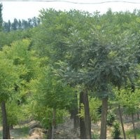 落葉喬木基地大量出售國槐