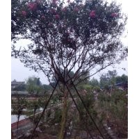 紫薇 成都紅花紫薇價(jià)格 四川大紅紫薇銷售 成都紫薇基地