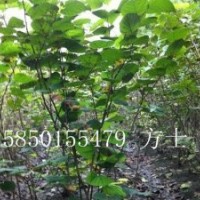 共你所求 應你所要