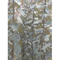 供應(yīng)紅葉李1.5米起步