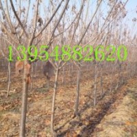 櫻花工程苗|櫻花基地|櫻花價(jià)格