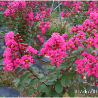 長期供應 美國紅葉紫薇