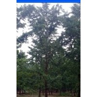 20公分銀杏實(shí)生樹(shù)